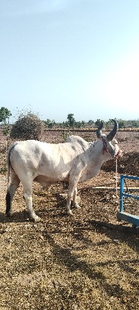 એક વાવણી કરી છે