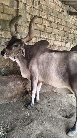 આ બરધ વેચવાના છે