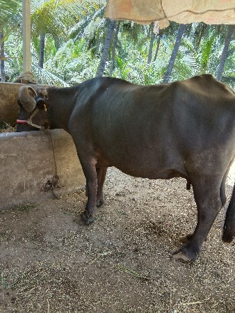 ભેસ