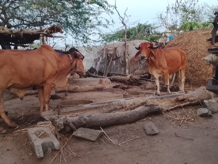 વેચવાના છે