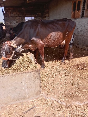 વેસવાનીસેતનદીથયા