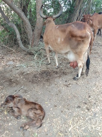 ગાય વેચવાની છે,,2,,ગાય