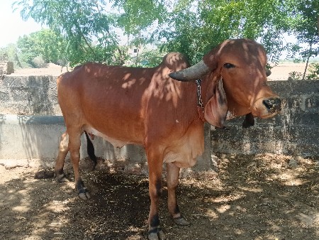 ગાય વેચવાની છે