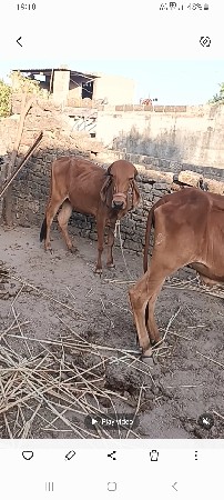 2 gir vasdiyu se