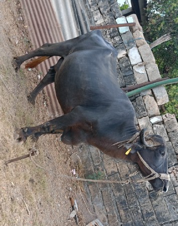 ભેંશ વેશવાની છે