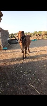 ગીર ગાય વેચવાની છે