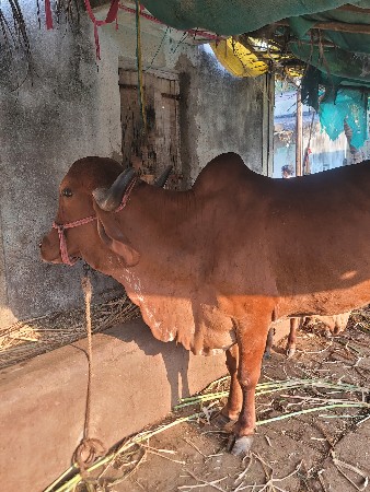 ગીર ગાય વેચવાની છે