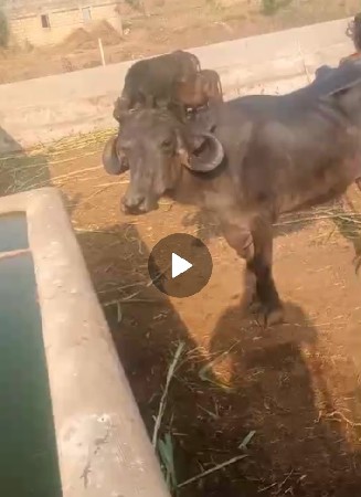 ખડેલી વેશવાની છે 3 વર્ષ ની
