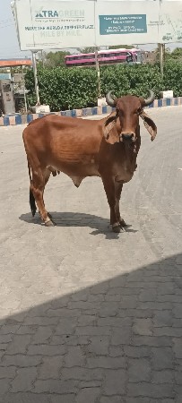 આ ગાય વેચવાની છે