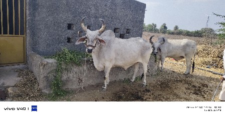 ગોઢલા વેચવાના છે