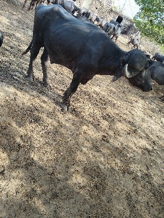 આ પાડો વેચવાનો છે ૨ દાતે છે