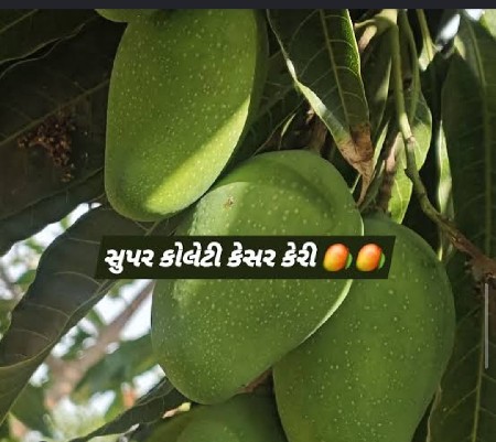 ઈજારો આપવાનો છે.