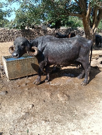 ભેંસ વેચવાની છે