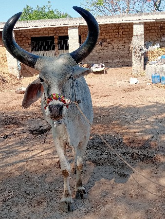 બળદ વેચવાનો છે 3ધર
