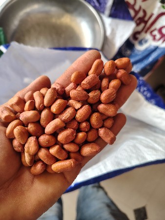 બિયારણ