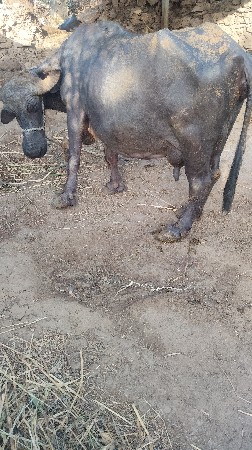 વેચવાની