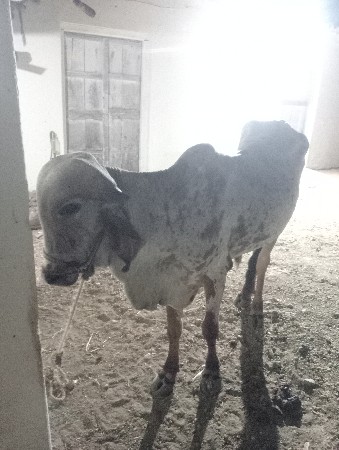 ગોંડલો વેંચવાનો છે