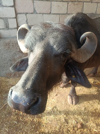 વેસવાની