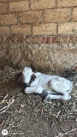 ગાય વેસવાની છે બોવ સારી ગાય છે