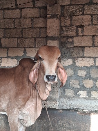 ખુટ વેચવાનો છે