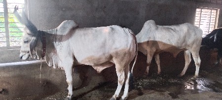 બળદ વેચવાના છે
