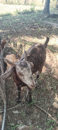 વેસવાની