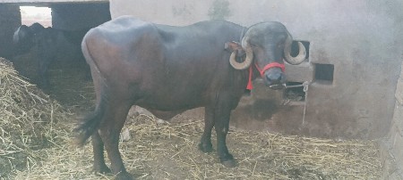 4 દાંતે છે