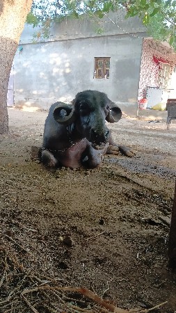 ભેંસ વેચવાની સે 4 વેતર