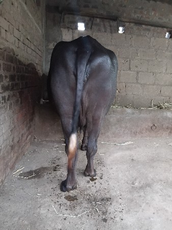 ખડેલી વેચવાની છે