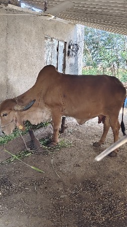 ગાય વેસવાની સે