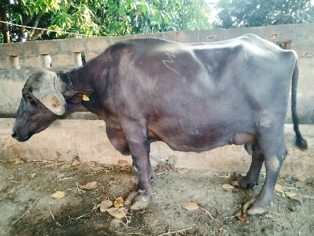 ભેંસ વેચવાની છે
