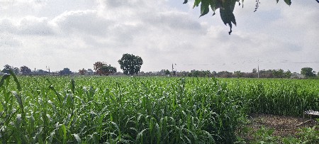 બાજરા ના ક્યારા વેચવા ના છે