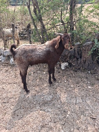2 bokada vesavana se