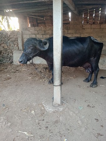 વેચવા ની છે