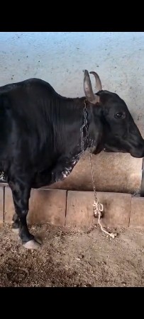 વેચવાની