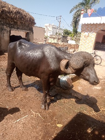 આ પાડો વેચવાનો છે