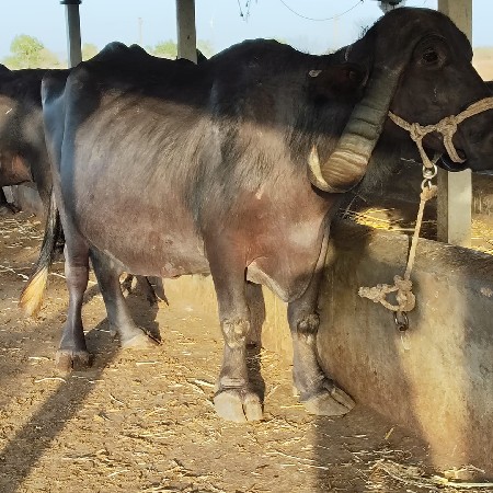 ભેંસ વેચવાની છે