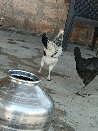 સાત મુરખી સાલુ એક મૂરખો ચાર પડા સૈ