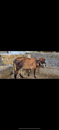 વાસડી વેચવાની છે
