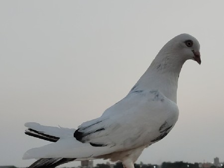 kadum nar