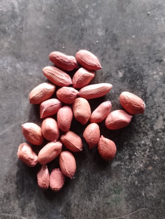 મગફળી નું બીયારણ વેચવાનું છે