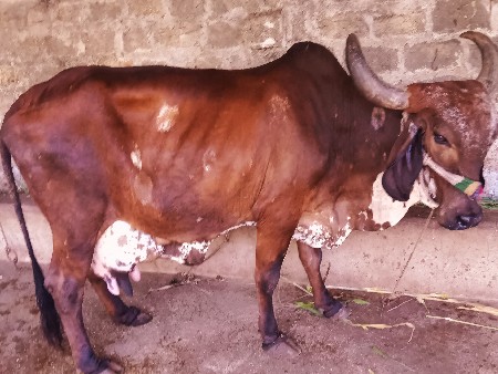 ગાય વેચવાની છે