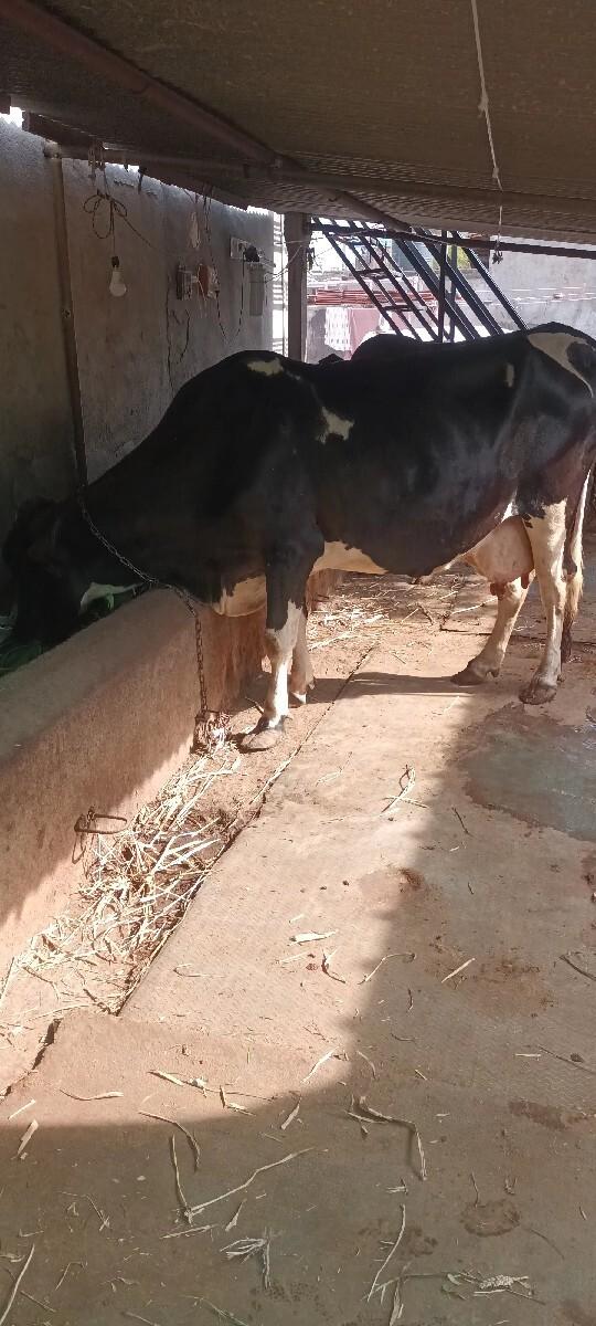 ગાય વેચવાની છે