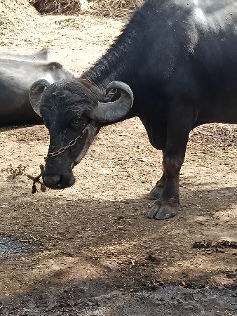 ભેંસ વેચવાની છે