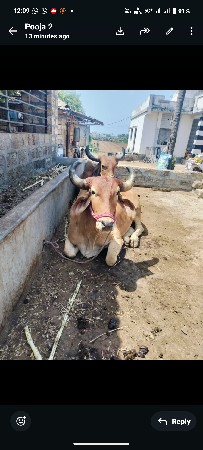9904735540