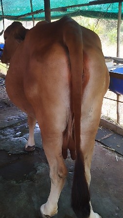 ગીર ક્રોસ ગાય વેચવાની છે