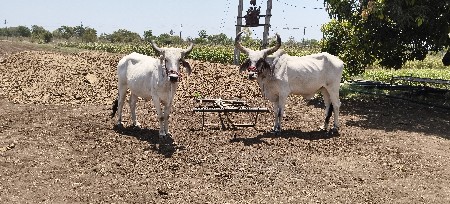ગોઢલ વેચવાના છે