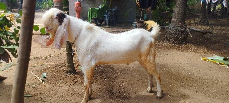 પતીરો બકરો વેચવાનો છે