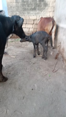 વેશવાની