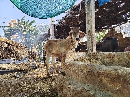 કાંકરેજ ધનખુટ માટે